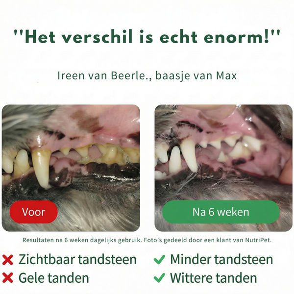 Dental Smile