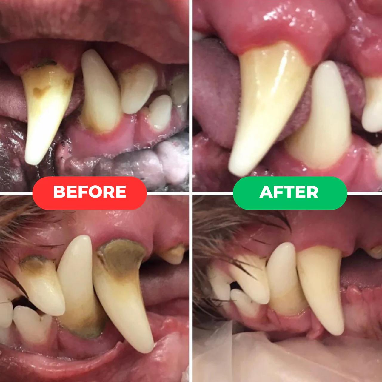 PetSmile™ | Say goodbye to plaque and bad breath!